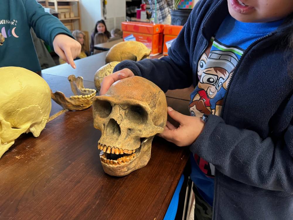 Student examines Neadnerthal skull